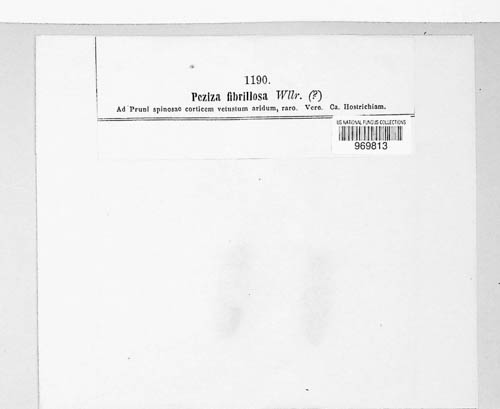 Arachnopeziza fibrillosa image